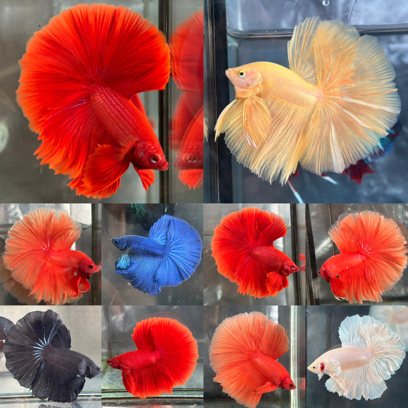 SOLID COLOR HALFMOON (CBM-1125)