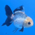 Thai Oranda Lemon Head Panda Jumbo Breed 2.8" Body Female 6mths(FEB-544)