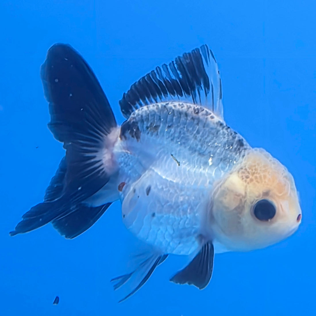 Thai Oranda Lemon Head Panda Jumbo Breed 2.8" Body Female 6mths(FEB-544)