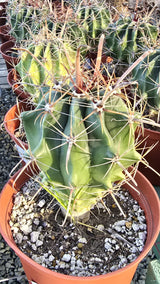 Ferocactus emoryi Cactus in 6 inch pot