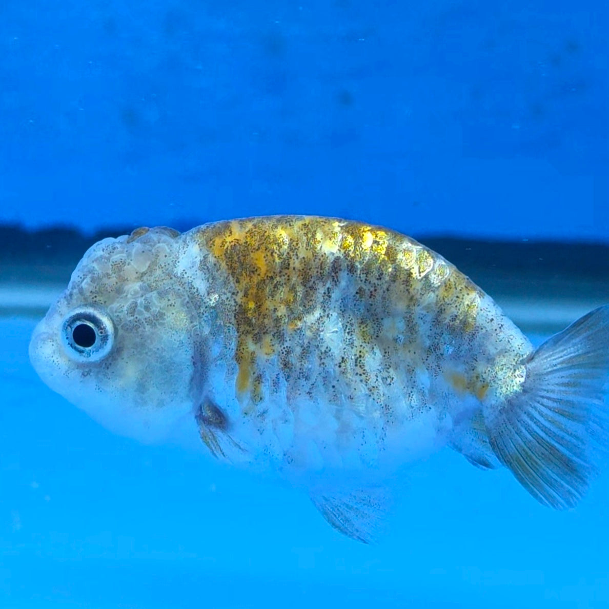 Thai Ranchu Calico Tiger 2.00" Body (FEB-879)R2B06