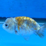 Thai Ranchu Calico Tiger 2.00" Body (FEB-879)R2B06