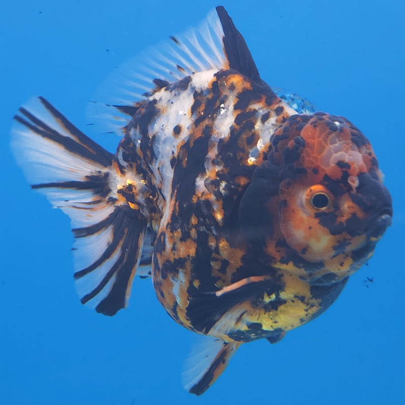 Thai Jumbo Black Tiger Orchid Tail Oranda by NK THAILAND 5.00 inch Body (NKT-FEB-371)