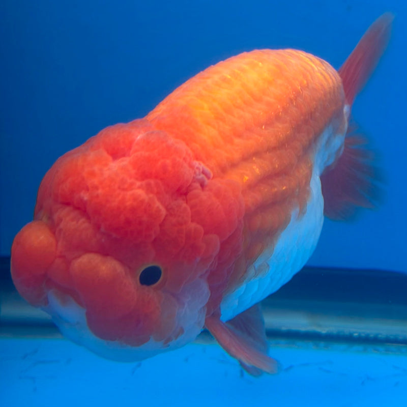 Thai Red & White Ranchu 4” Body Female(FEB-413) BLUETUBD