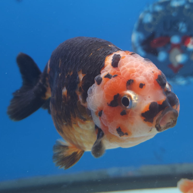 Chinese Ranchu Calico 3.5” Body Male(FEB-347)R2B13