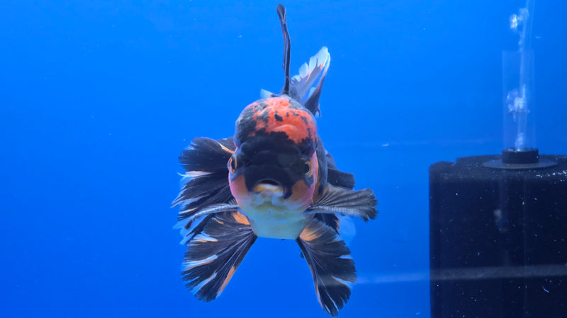 Thai Jumbo Apache Orchid Tail Oranda 5.00 inch Body Male 8 Months Age Giant Breed (NNN-3018)R1A07
