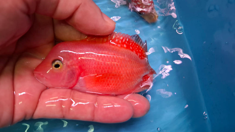 Super Red Monkey 4.00 inch Male (SNOW-SRM)