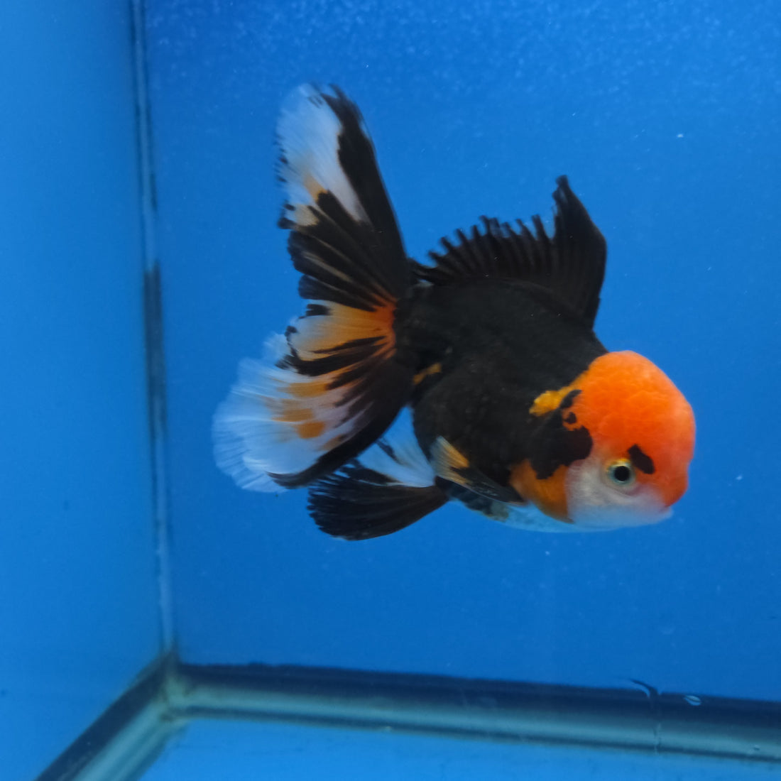 Thai Oranda Red Cap Panda Color 3.3 in Body Male (FEB-536)R3A03