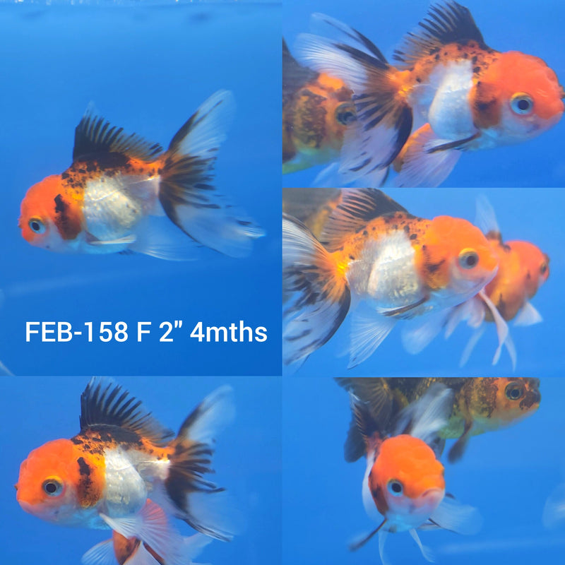 Thai Oranda Tri-Color 2” Body Female (FEB-158)R3A10