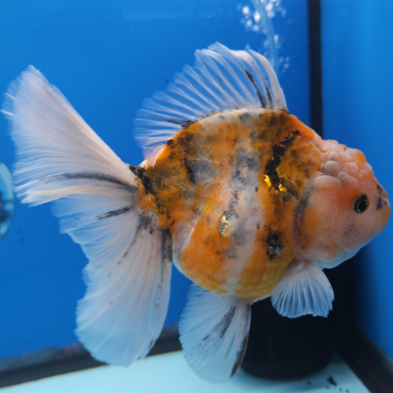 Thai Jumbo Red Tiger Orchid Tail Oranda by NK THAILAND 5.00 inch Body (NKT-FEB-367)