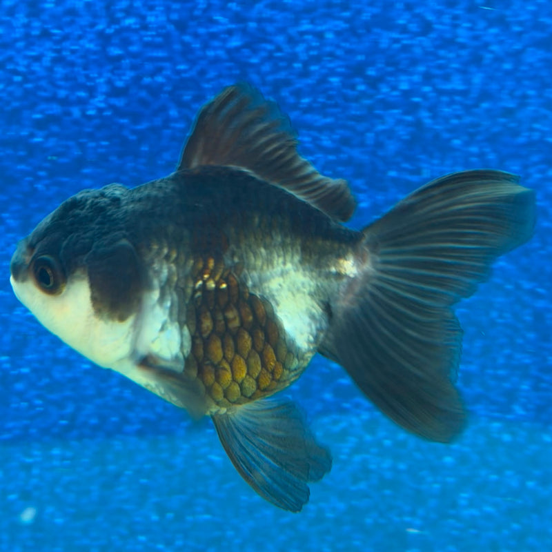Thai Oranda Panda 2.5in Female (FEB-479)R3B12