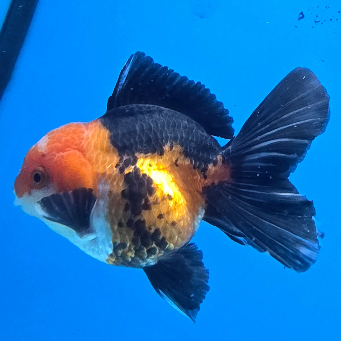 Thai Oranda Jumbo Breed Apache 3.5" Body Female (FEB-608)