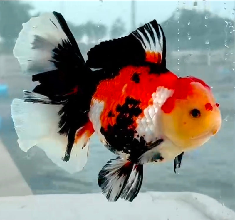 Thai Jumbo Lemon Head Tri-Color Oranda Yuanbao 4.50 inch Body (QGF-JO1205)Showtank