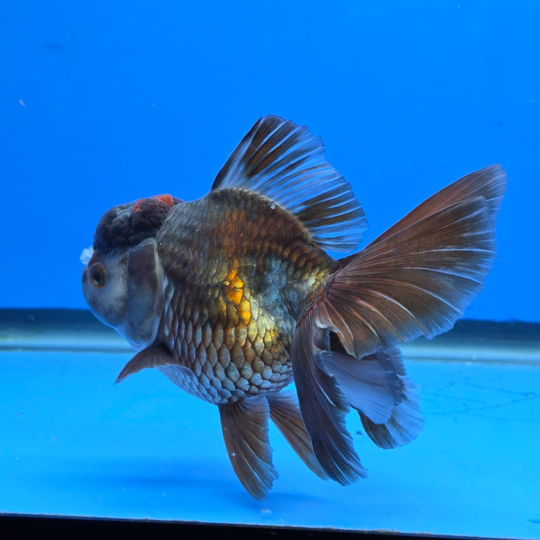 Thai Oranda Bronze 4.00" Body Female (FEB-738)R2A09