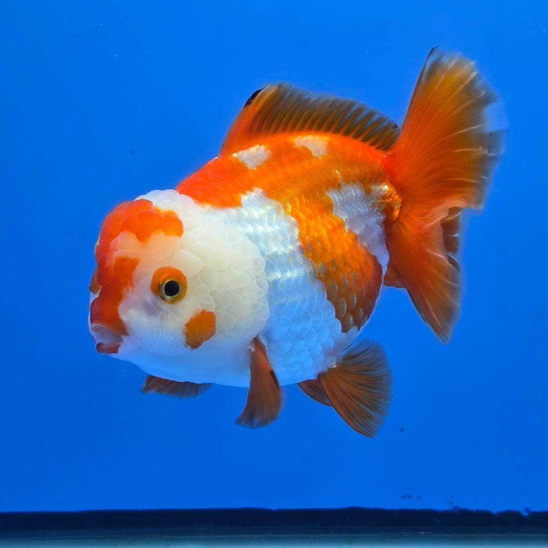Thai Oranda Yuanbao Red abd White 4.50" Body Female (FEB-736)R2A09