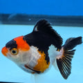Thai Oranda Tri Color body breed 2.5" Body Female 6mths(FEB-566)R3B22