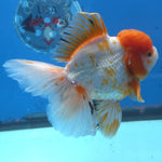 Thai Oranda Red and White 4.5" Body Female 9mths(FEB-574)R2A02