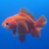 Thai Jumbo Oranda Red & White 4in Female (FEB-232)R2A13