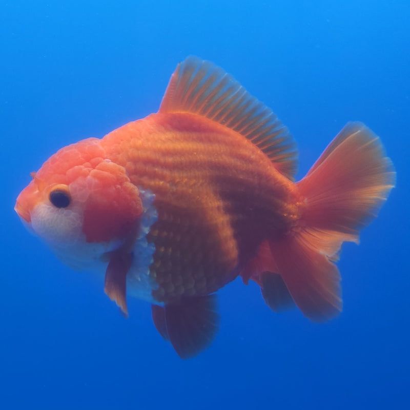 Thai Jumbo Oranda Red & White 4in Female (FEB-232)BLUETUB1