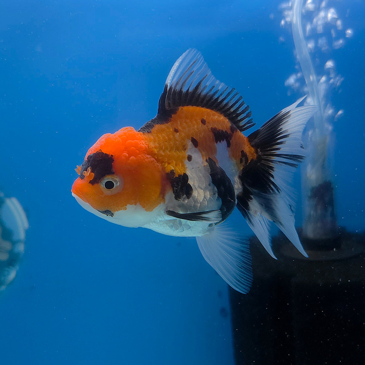 Thai Oranda Tri-Color 3.5” Female(FEB-707)R1A07