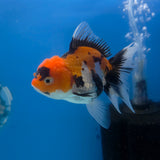 Thai Oranda Tri-Color 3.5” Female(FEB-707)R1A07