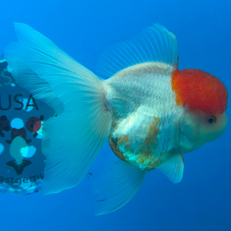 Thai Oranda White Body Red Cap 3.5" Female(FEB-432)R2B13