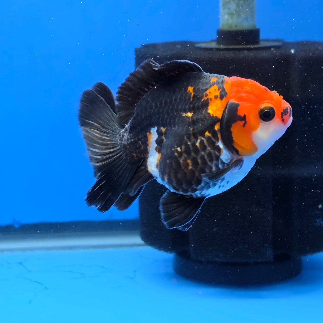Thai Oranda Tri-Color Godzilla style 2.75" Body Female (FEB-741)R2B01