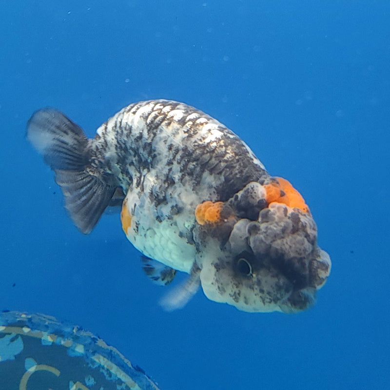 Thai Ranchu Granite 2in Female (FEB-334)R3B16