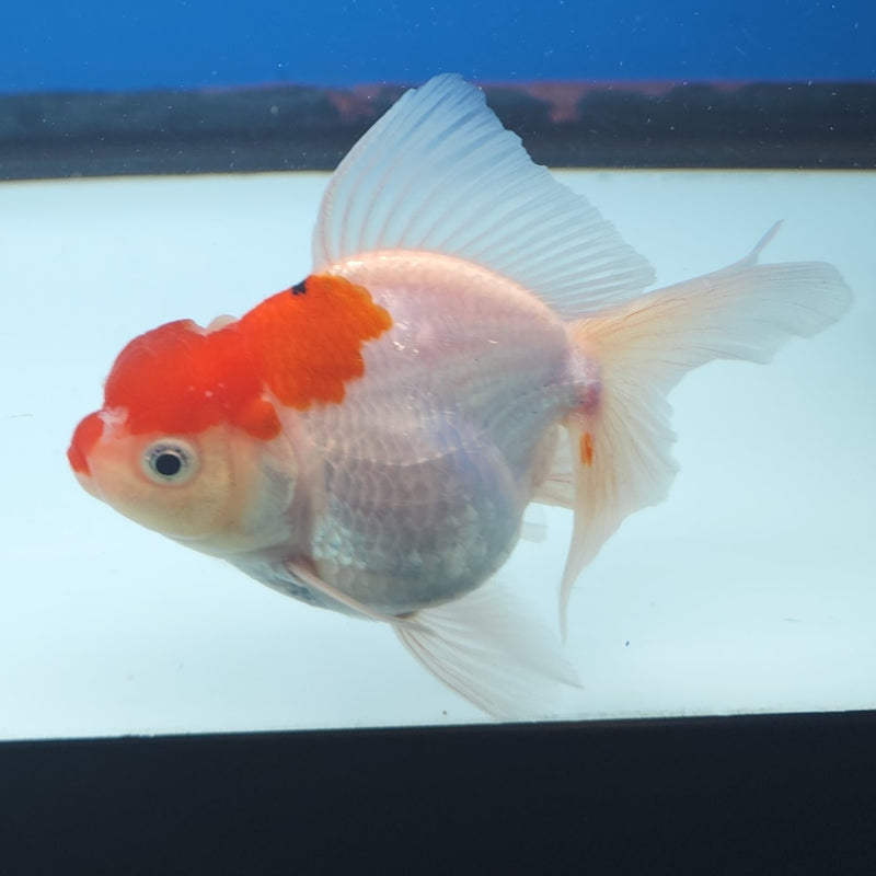 Thai Oranda Red Cap 3” Female (FEB-252)R3B04