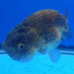 Thai Ranchu Copper 3” Body Female(FEB-360)SHOWTANKB