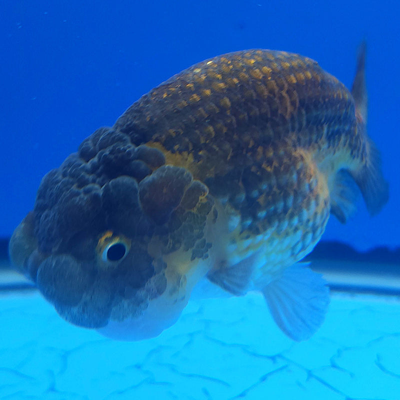 Thai Ranchu Copper 3” Body Female(FEB-360)SHOWTANKB