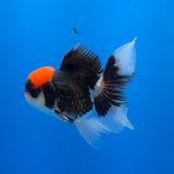 Thai Oranda Red Cap Panda 3.5" Body Male (FEB-754)R2B07