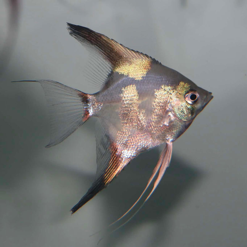 Live Freshwater Aquarium Pinoy Paraiba Angelfish 1.50-2.00" Body