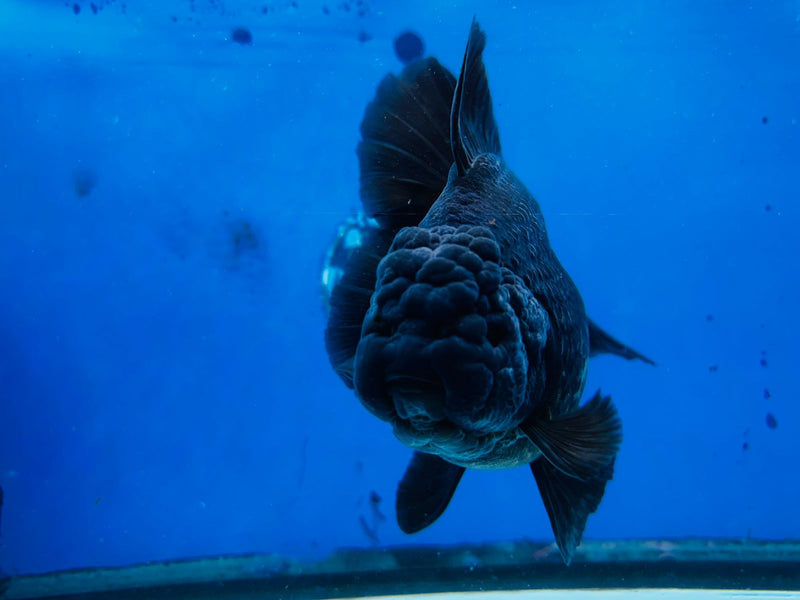Thai Premium Jumbo Black Giant Breed 5.00 inch Body Oranda (CRP-JO1002)