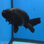 Thai Ranchu Jet Black 4 in Body Female (FEB-539)R3A03