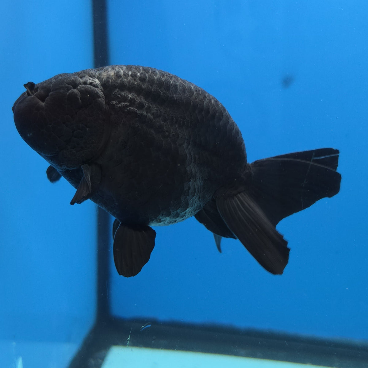 Thai Ranchu Jet Black 4 in Body Female (FEB-539)R3A03