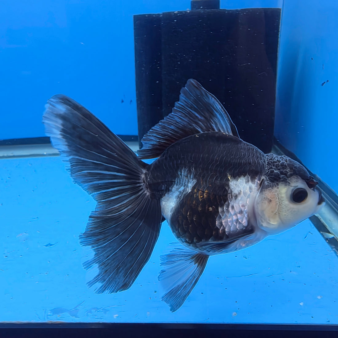 Thai Oranda Lemon Head Panda Jumbo Breed 2.8" Body Female 6mths(FEB-546)