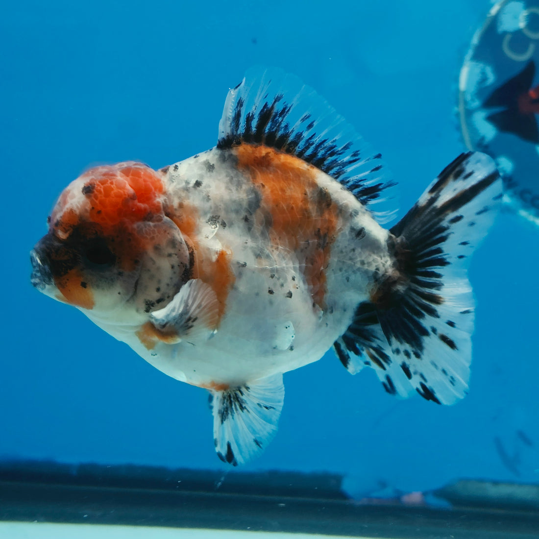 Thai Oranda Calico Shogun Farm 3.5" Body Female 8mths(FEB-558)R3A02