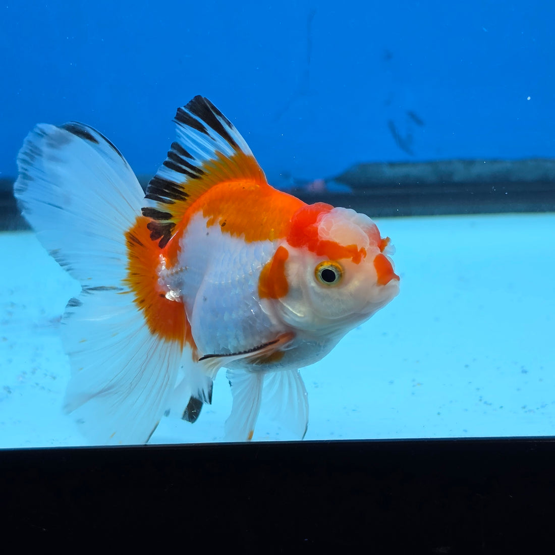 Thai Oranda Tri Color 2.8 in Body Female (FEB-530)R3A06