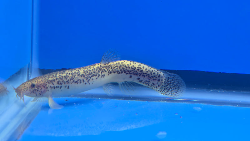 Gold Leopard Dojo Loach (Misgurnus anguillicaudatus)