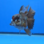 Thai Oranda Bronze 4.00" Body Female (FEB-738)R2A09