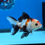 Thai Oranda Tri Color 3 in Body Male (FEB-523)R3A07