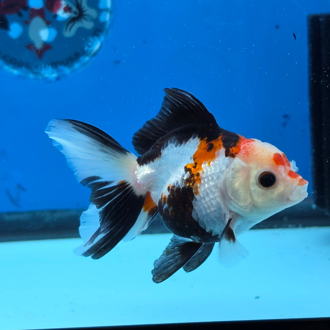 Thai Oranda Tri Color 3 in Body Male (FEB-523)R3A07