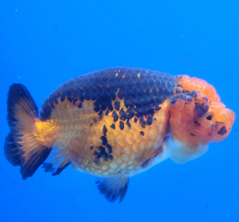 Thai Ranchu Apache 3.5” Body Female(FEB-358)SHOWTANKB