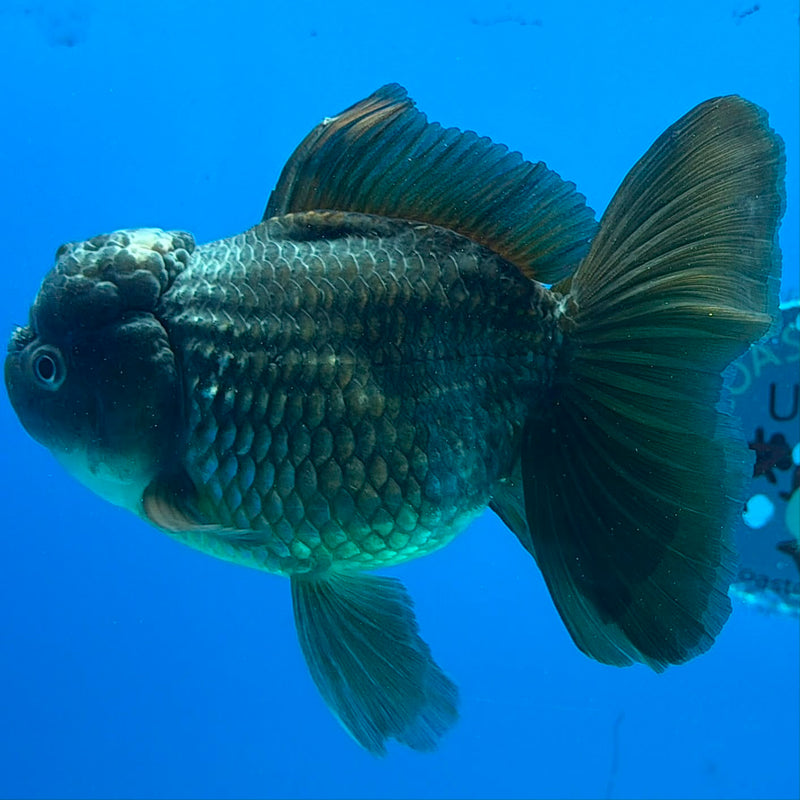 Thai Oranda Green Silver 4.5in Female (FEB-430)R2B05