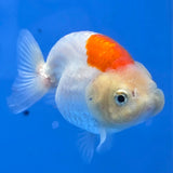 Thai Ranchu Red and White 2.50" Body Female (FEB-775)R3B23
