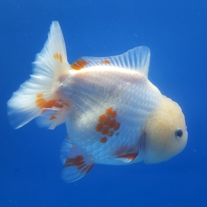 Thai Jumbo Oranda Lemonhead Red & White 4.5in Female (FEB-237)BLUETUB1