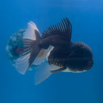 Thai Oranda Panda 3.5” Male(FEB-709)R1A07