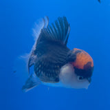 Thai Oranda Red Cap Panda 3.5" Body Male (FEB-751)R2B07