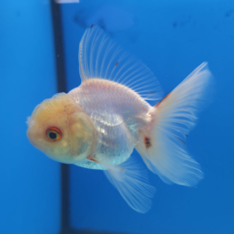 Thai Oranda Lemonhead 2.5” Female (FEB-263)R3B18